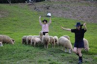 避暑出遊清境農場推一日牧羊人 九族文化村玩水趣