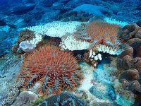 東沙環礁棘冠海星大爆發 專家籲盡早清除