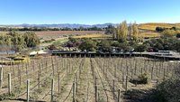 加州葡萄酒產業陷困境 供過於求果農降價求售