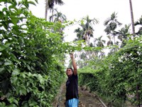 國有地種碳匯 財部明年擬推招標新制多筆土地可打包