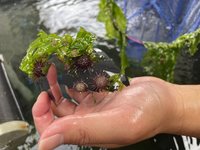 新北放流紫海膽營造珊瑚棲地 生物多樣性復育