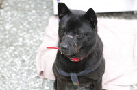 黑犬遭膠帶封嘴傷口爛到見骨 新北動保查施虐者