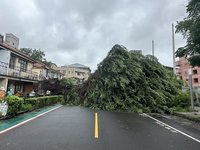 颱風凱米來襲台中刮強風 審計新村地標老榕樹傾倒