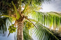 椰子產量全球第二 印尼擬用椰子製作永續航空燃料