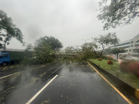 颱風天騎車壓樹枝摔倒  雲林老翁送醫不治