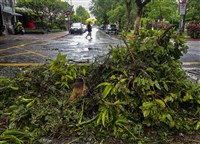 北市水門晚間8時起陸續開放 紅黃線26日恢復禁停