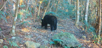台中山區熊媽媽帶逛森林被拍下 小熊逗弄相機[影]