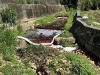 桃園龜山倉儲火災廢水外溢染紅溪水 環保局將開罰