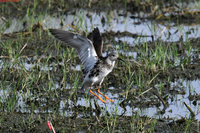 台灣罕見過境鳥 3隻「流蘇鷸」現蹤台南北門農地