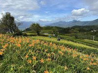 花蓮金針花季8/10日登場 上山注意交管