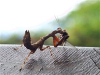 日本姬螳捕食蒼蠅 雪霸志工拍到難得影像PO網分享[影]