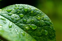 巴西：亞馬遜地區砍伐速度降至6年來最和緩