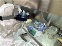 全面停打疫苗滿1年無案例 將申請傳統豬瘟非疫國