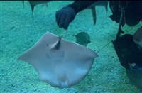 澎湖水族館添2尾豹紋小魟魚 超萌模樣遊客好驚喜