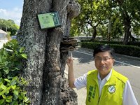 台中清水百年朴樹感染真菌治療無效  市府建議移除