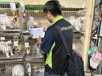 台南破獲非法犬隻繁殖販賣 查獲17隻小型名犬