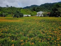 花蓮赤科山金針花開8成 六十石山花況不如預期