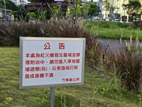 竹東仁愛停車場公園紅火蟻咬傷人  公所投藥防治