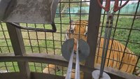 動團抨擊六福村讓遊客付費餵猛獸 促成陸域保育類動物禁表演