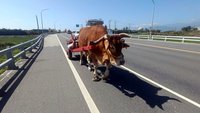 台東觀光明星富岡黃牛 穿鞋無名字因飼主心有不捨