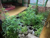 3男嘉縣偏鄉種大麻逾300株 居民察覺報警抓人