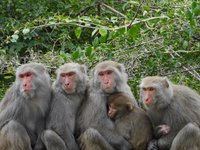 與猴共好  國家公園積累野生動物管理經驗