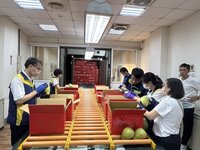 花蓮文旦重啟輸中 出口加強檢疫病蟲害檢出率48%