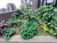 新北52社區獲低碳標章授證 綠屋頂種菜降室溫