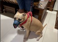 三重比特犬咬死流浪貓  飼主挨罰4.5萬元