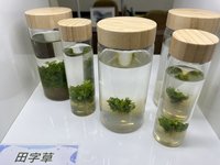 台東農改場開發無菌水草瓶  田字草114年中上市