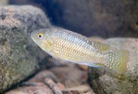 印尼媒體熱議「台灣人不愛吃淡水魚」：憂有害健康