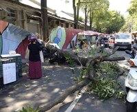 台中新民街市場路樹倒塌 路人經過遭壓傷送醫