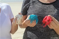 氣球爆裂最終恐被海龜誤食 野望影展前進花蓮校園