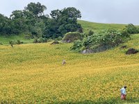 颱風帶來豐沛雨水  花蓮六十石山金針花盛開