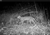 台中東勢果農友善耕作 石虎驚喜現身茂谷柑園[影]