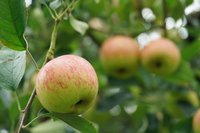 躲過颱風凱米、山陀兒 南投台大梅峰農場迎蘋果豐收