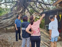 遭颱風山陀兒吹倒  高市搶救百年老榕樹