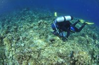 南海海洋生物多樣 國海院以太平島命名世界新魚種