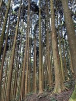 虎頭蜂窩移除 苗栗加里山大坪段10/23恢復通行