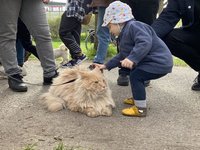 川普移民吃狗論延燒 德國綠黨被批「反寵物」掀波