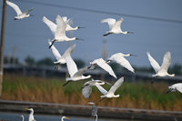 北風起霜降到 台南度冬黑琵逾1500隻