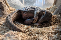 北市動物園110歲慶生 13種焦點動物彰顯保育精神