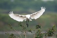 秋季瘋賞鳥 高雄茄萣濕地嬌客到