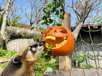 雕刻南瓜創意佳餚  壽山動物園巧手為動物加菜