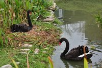 台中秋紅谷黑天鵝誤食釣魚鈎線 送醫搶救6小時無礙