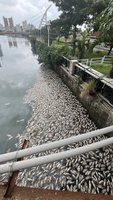 颱風過境台南運河現魚屍 初判濁度飆高影響水質