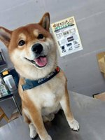 嘉縣推動犬便不落地 飼主未撿起恐「黃金變罰金」