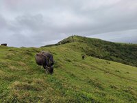 女子草嶺古道遭水牛攻擊 左腹、左臀刺傷住院7天