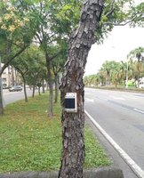 高雄市試辦樹木傾斜監測系統  全天候風險控管