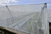 颱風天兔影響 高市農業局提醒葉菜瓜果採收